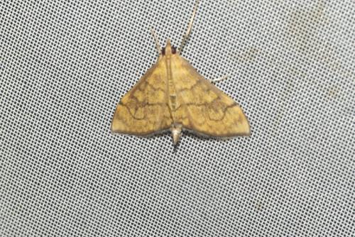 Réf. 240 137 : Anania verbascalis